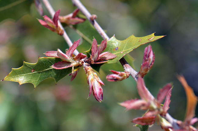 Emory Oak has green leaves which start out reddish-green as shown here in the photo. Leaves are alternate and shapes range from lanceolate, elliptical and oblong to obovate. Margins are entire, wavy-toothed and often spinescent. Mature leaves are glossy or shiny dark green or yellow green above and pale below and resemble Holly leaves somewhat. Leaves drop in spring and then new leaves appear. Quercus emoryi 